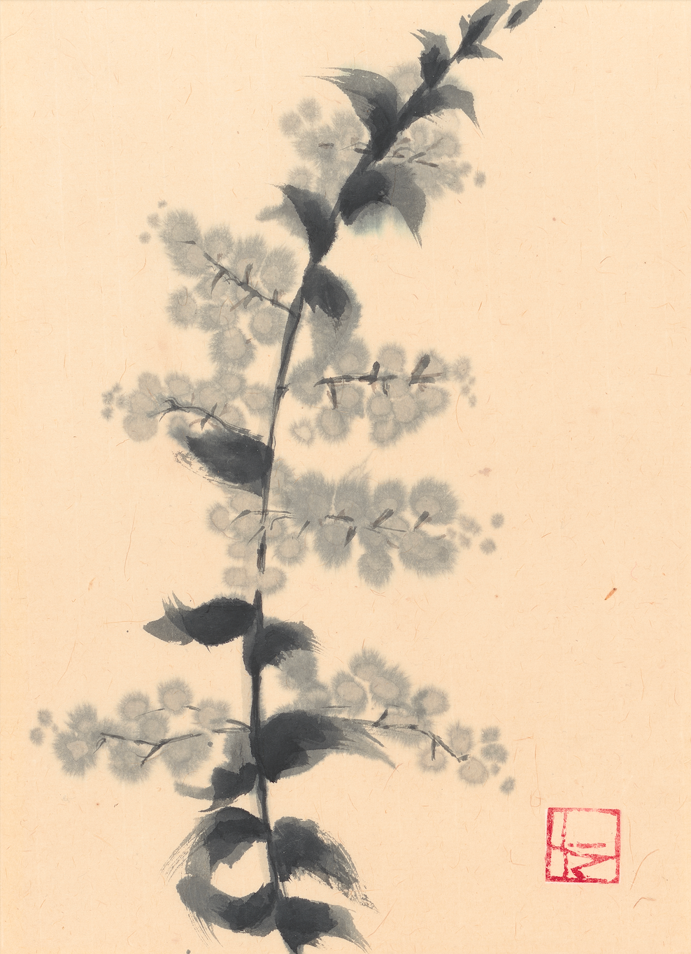 Australia Wattle Branch